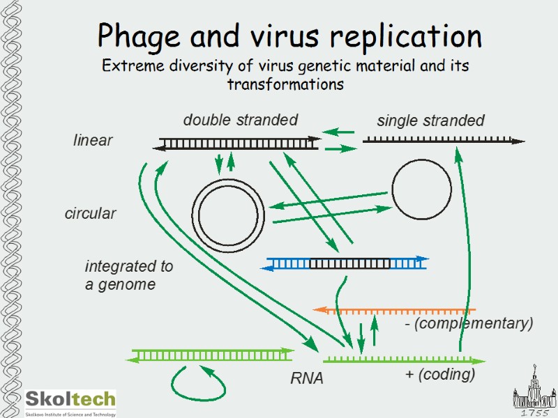 Phage and virus replication Extreme diversity of virus genetic material and its transformations
